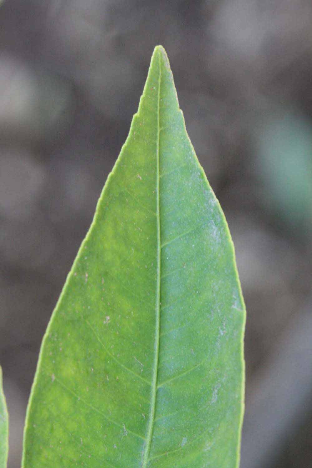              Margin (Riverside, CA)       